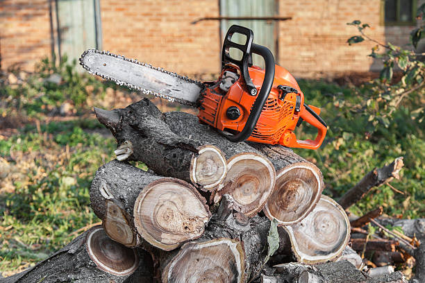 The Steps Involved in Our Tree Care Process in Wenonah, NJ